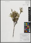 Foto von Salix schugnanica Goerz